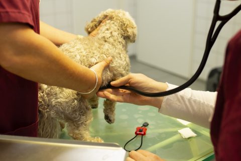 Allgemeinmedizin