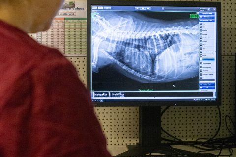 Diagnostik